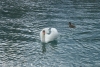 Mute Swan (Cygnus olor)