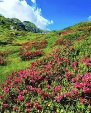 Annullata per previsioni meteo avverse - Escursione dei rododendri in fiore intorno al monte Lema