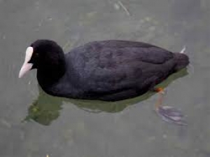 Coot ( Fulica atra)