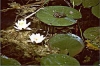 Rana verde (Rana esculenta)