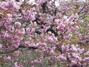 Auguri di Pasqua in sede