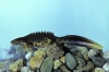 Tritone crestato (Triturus carnifex)