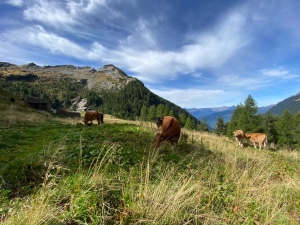 ATTENZIONE L'ESCURSIONE SI EFFETTUERA' SABATO 29 GIUGNO - Sentiero degli Alpeggi – Biasca