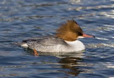 Escursione naturalistica a Maccagno: Avifauna svernante